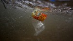 Mediterráneo: el 96% de las muestras de basura marina en la superficie son plásticos