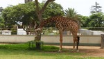 Parque de las Leyendas celebra el Día Mundial de la Jirafa