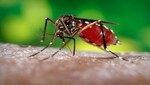 Piura cuidado con el dengue: petroleras y mineras son las empresas ma?s expuestas