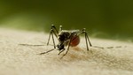 Discovery alerta sobre el riesgo de la próxima pandemia mundial con el estreno de Mosquito el 6 de julio
