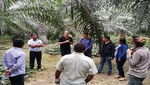 La verdad sobre el aceite de palma y la garantía del RSPO