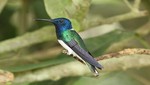 Nueva especie de ave es registrada en el Parque Nacional Cerros de Amotape