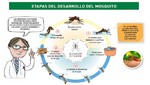 Jóvenes y niños de Villa El Salvador recibirán talleres educativos para la prevención de picaduras de mosquitos