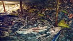 Un cargamento ilegal de miles de tiburones interceptado en un barco chino