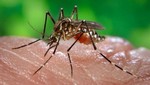 5 recomendaciones para evitar el dengue este feriado