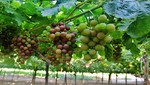 Agroexportaciones peruanas a Indonesia crecen 261%