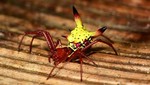 ¿Por qué esta araña se parece a la cabeza de Pikachu?