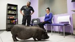 Los pacientes y diagnósticos más asombrosos están de regreso en la nueva temporada de Veterinarios de Texas