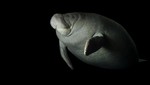 National Geographic y Zoological Society of London Lanzan las Becas New Nat Geo Photo ArK EDGE