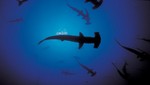 Investigación y conservación marina: Se realizará el '1er Simposio Peruano de Tiburones, Rayas y Especies Afines'