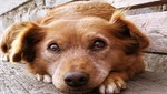 Mes de los Animales: cuidados esenciales que tu mascota debe tener en el hogar