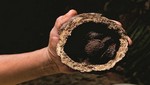 Reserva Comunal Amarakaeri se alista para campaña de recolección y comercialización de castaña 2018