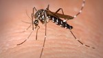 Evalúan declarar en estado de alerta a Pucallpa por brote de dengue