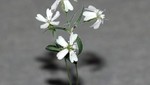 Científicos reviven una flor de la Edad de Hielo