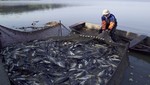 Exportaciones de pesca se recuperan