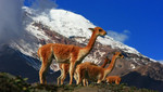 ¿Vicuñas en el Chimborazo?