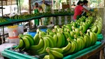 Exportaciones peruanas de bananas crecerían por lo menos 10% en próximos tres años