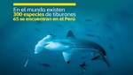 MINAM promueve fortalecimiento de capacidades para la gestión sostenible de los tiburones en el Perú