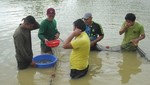 MINAGRI libera 30 mil alevines de gamitana en lago Cushillococha en Loreto