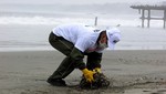 Industria pesquera peruana se suma a limpieza internacional de playas