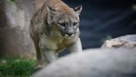 Ven y disfruta de los 18 años de Helga el puma andino del Parque de las Leyendas