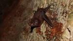 Parque Nacional Tingo María es reconocido internacionalmente como área importante para la conservación de murciélagos