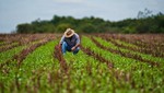 Perú aprovecha menos del 10% de los terrenos aptos para el agro