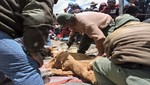 Arequipa: Realizan primer chaccu en la Reserva Paisajística Sub Cuenca del Cotahuasi