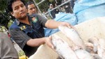 Decomisan 5 toneladas de anchoveta en mal estado en Piura