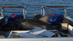 Enorme tiburón blanco salta sobre barco de investigación