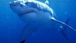 Australia: Buzo muere tras ser atacado por un tiburón