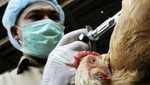 La DOH indica alerta de gripe aviar para los viajeros a Taiwan