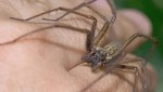 Semana Santa: sepa cómo evitar mordeduras de arañas, serpientes y murciélagos en campamentos y paseos