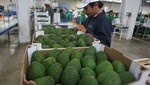 Tailandia puede disfrutar palta Hass peruana desde hoy