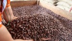 Realizarán primer censo de stock de cacao en 16 regiones productoras