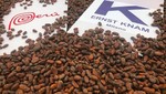 Productores cusqueños exportaron tres toneladas de cacao Chuncho para el 'Rey del Chocolate' de Italia