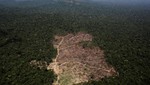 Brasil: la deforestación amazónica aumenta rápidamente