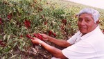 Exportación de paprika crece en Barranca