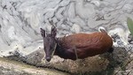 Guardaparques del Sernanp rescatan a venado enano en el Santuario Histórico de Machupicchu