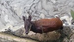 Guardaparques del Sernanp rescatan a venado enano en el Santuario Histórico de Machupicchu