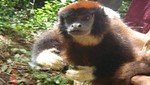 Loreto: Nueva especie de primate para la ciencia es descubierta en la Reserva Nacional Allpahuayo Mishana