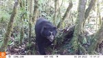 Pasco: captan con cámaras trampa a osos de anteojos en el Parque Nacional Yanachaga Chemillén