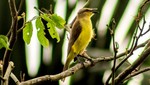 Conoce 14 de las nuevas especies de aves registradas en el Perú que lo coronaron como líder en diversidad de aves del mundo