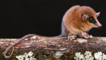Descubren nueva especie de marsupial en el Parque Nacional del Río Abiseo