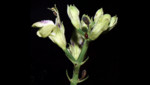 Descubren 21 nuevas especies de plantas, 12 en áreas naturales protegidas