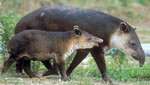 Minam invierte S/ 11 millones para la recuperación del tapir andino en el norte