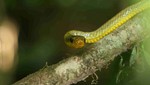 Encuentran nuevas especies en los andes tropicales peruanos