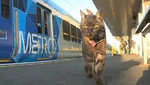 Video: Gato espera a su dueña en estación de tren