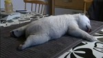 Oso polar bebé se engríe por Navidad (Video)