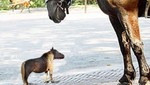 Los caballos de la época primitiva eran tan pequeños como los gatos